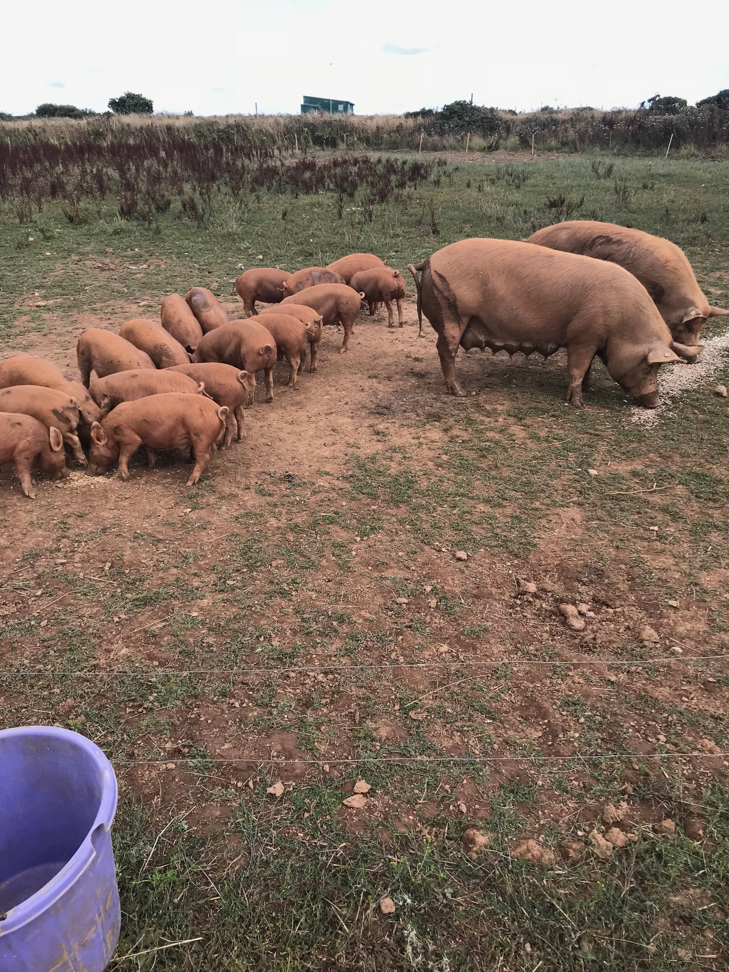 Pigs eating.jpg