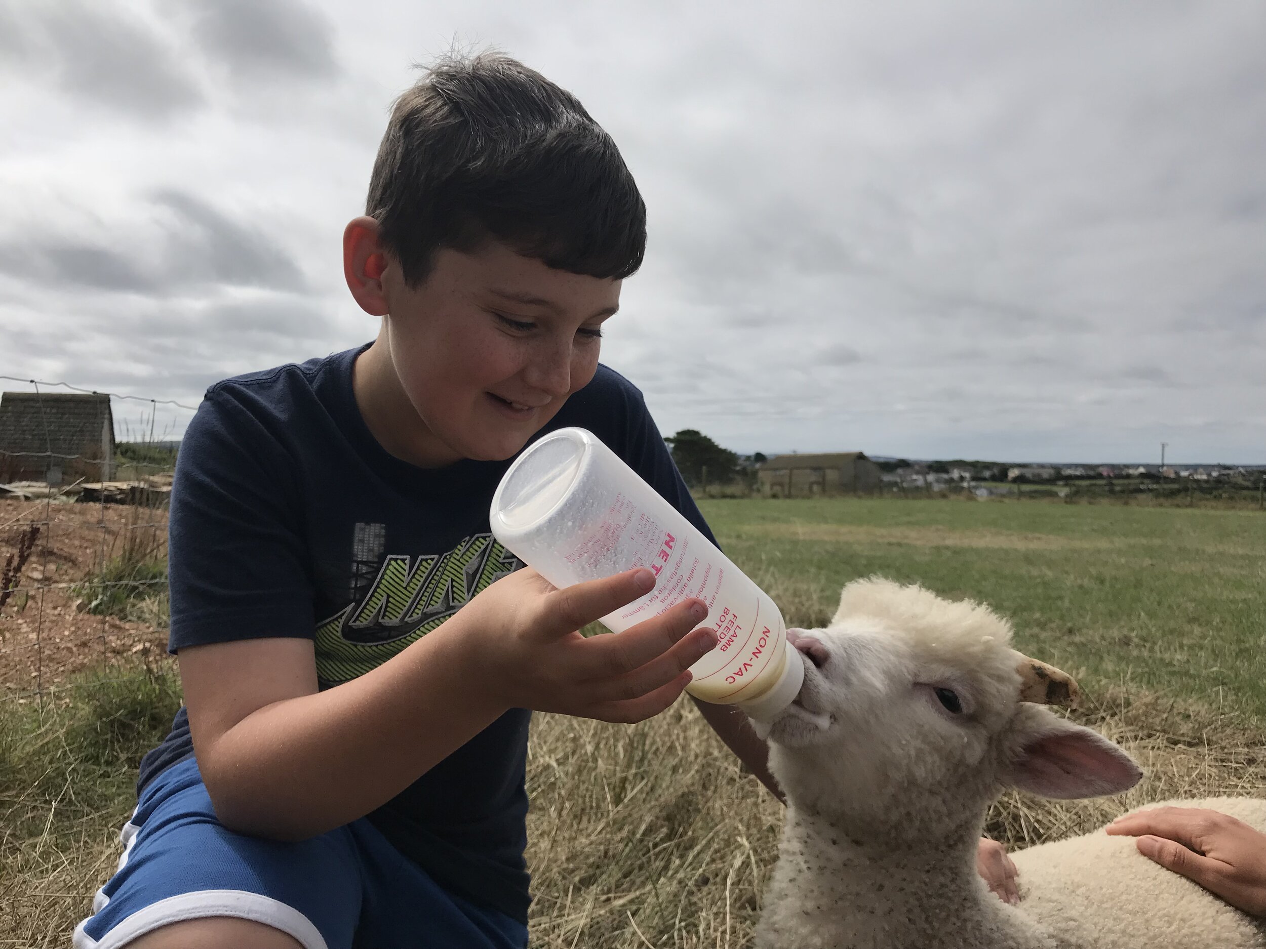 Feeding lamby close.jpg
