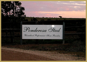 Ponderosa Stud   Sponsored rider Cheryl Hatswell is the owner &amp; manager of Ponderosa Stud, a warmblood breeding &amp; training facility located 45 minutes north of Adelaide.