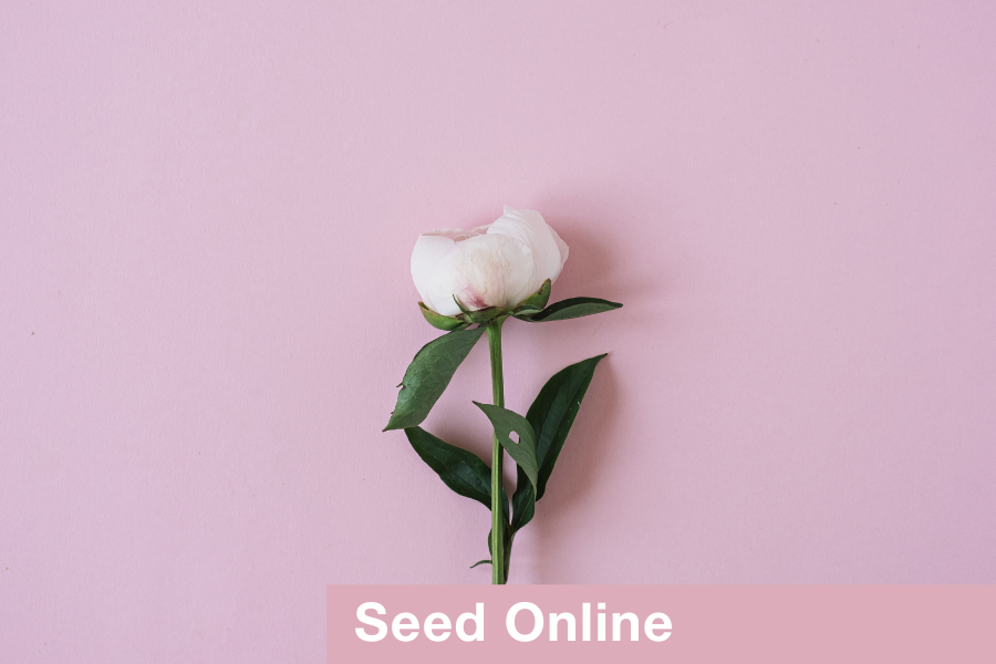 Seed - Beginners in Floristry