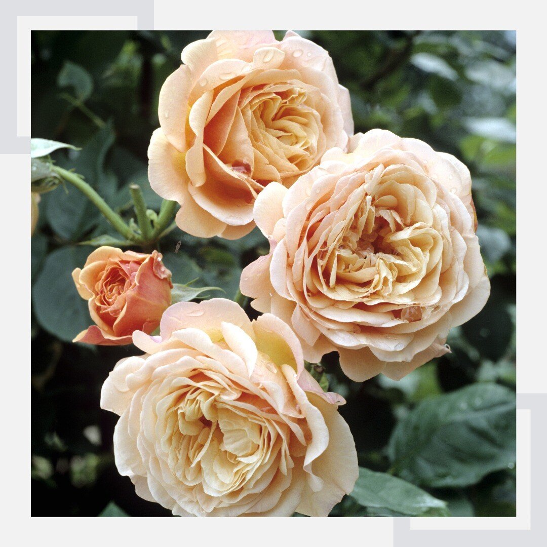 As a wedding florist, I often get asked which roses are my favourite. And while I love all roses, there is something special to me about David Austin roses.

Maybe it's the way they look like they belong in a luxurious garden, or maybe it's the way t