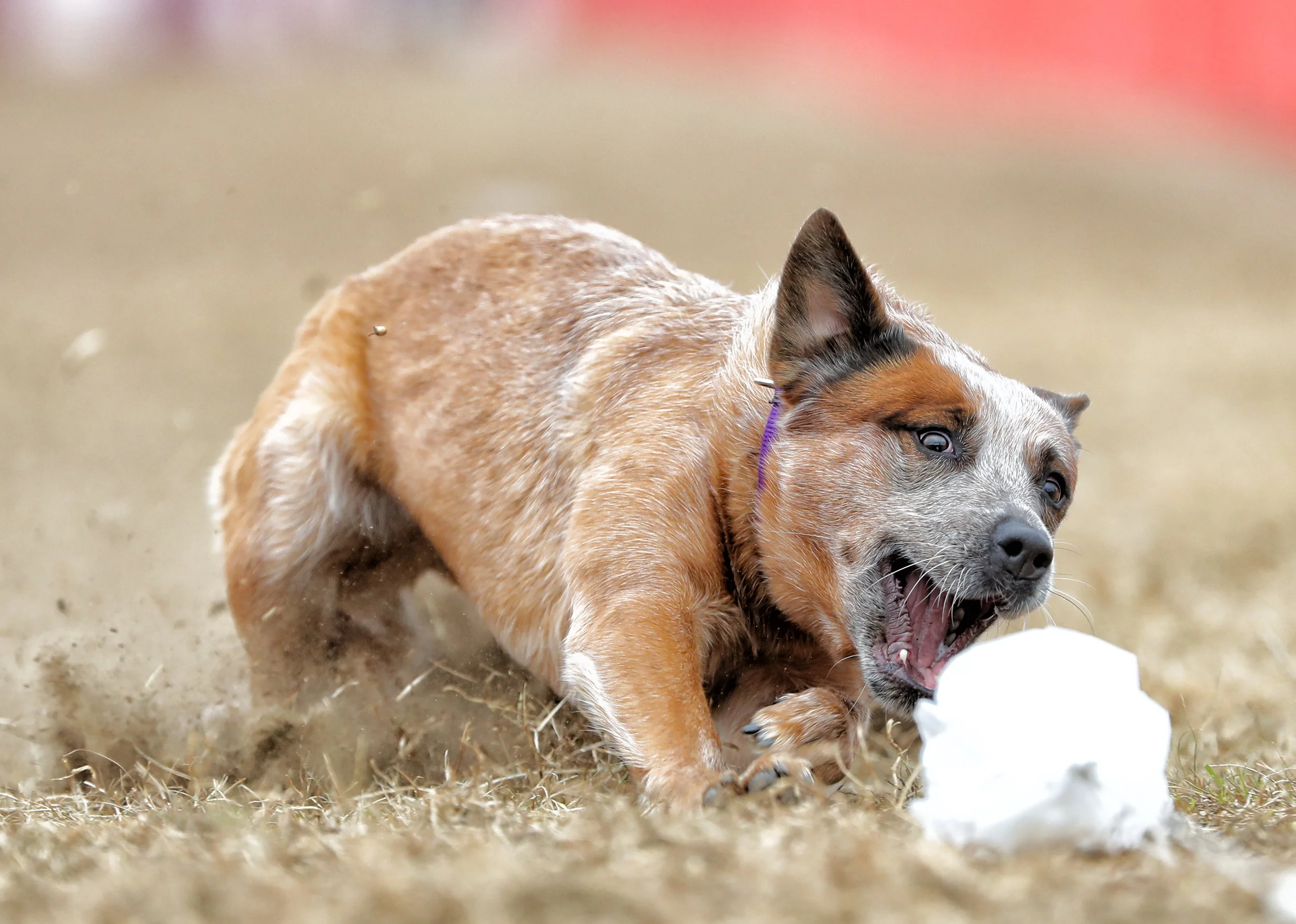 Fast CAT - Australian Cattle Dog