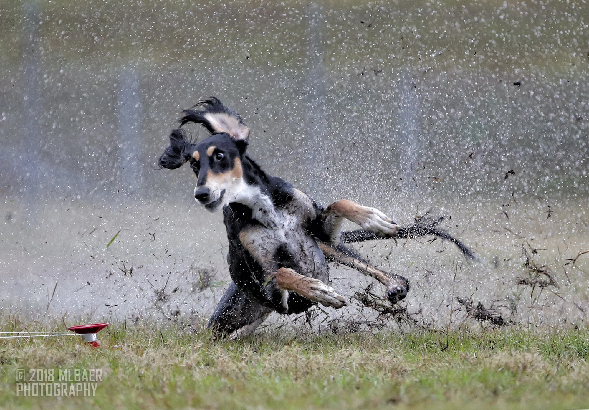 Lure Coursing/Coursing Ability Test (CAT) - Saluki