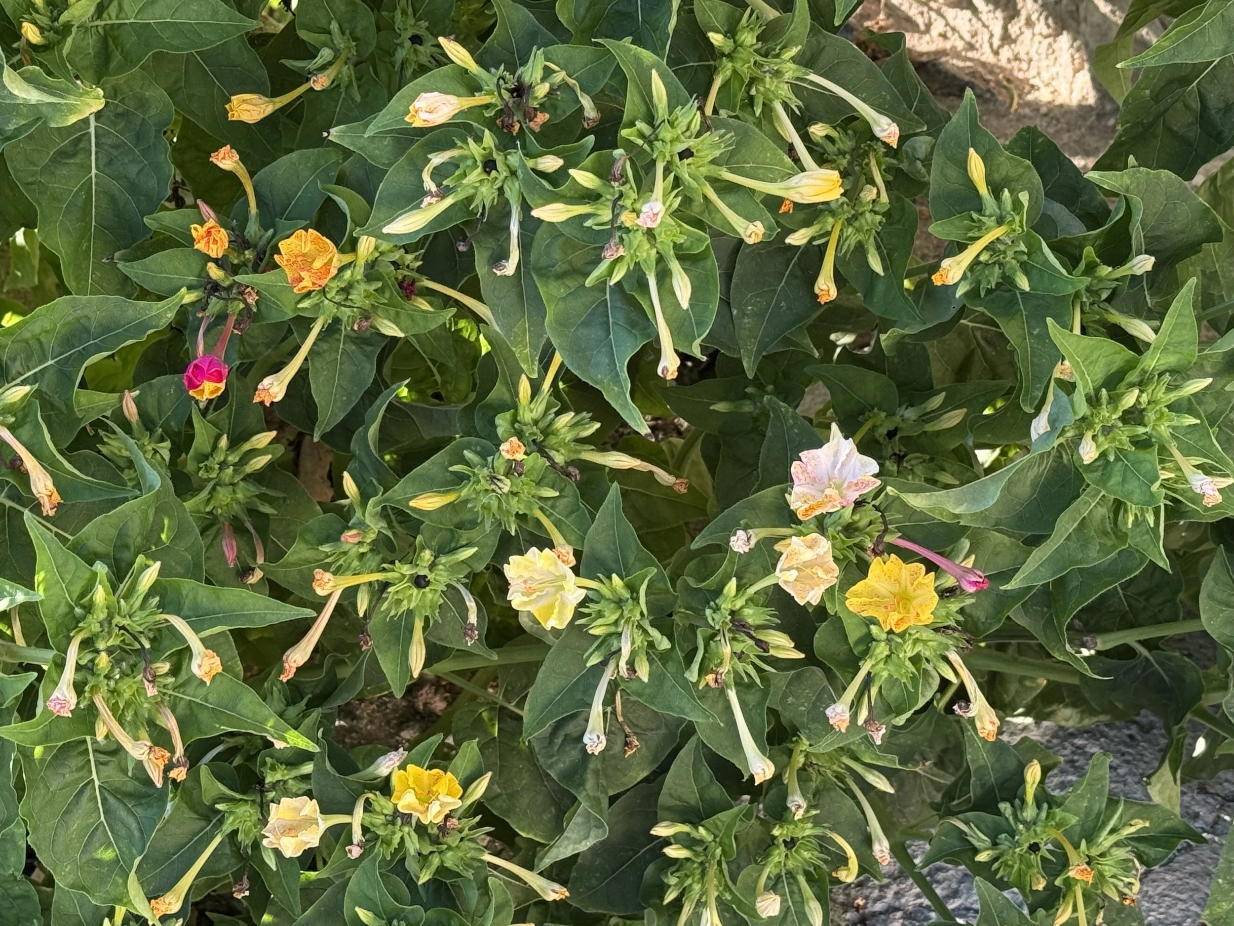 IMG_0336.jpeg
