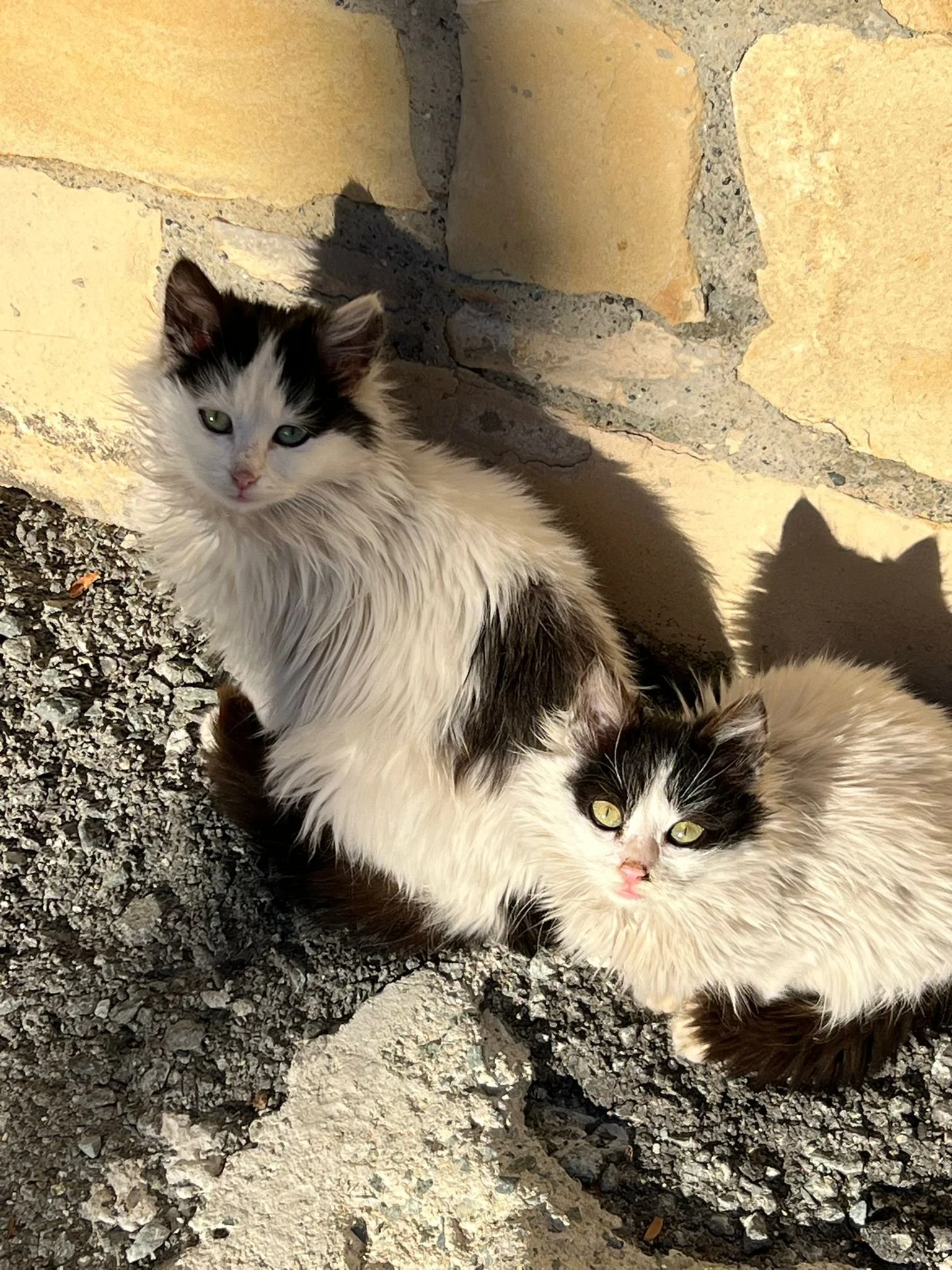 b0319702-f369-4370-9311-6f79845cdaca.jpeg