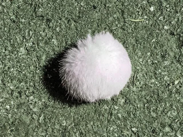    The catalyst for this “circular attraction” for this series of photographic images came about by observation and awareness of my personal surroundings. This once peripheral activity has developed into something I identify as important. The photogr