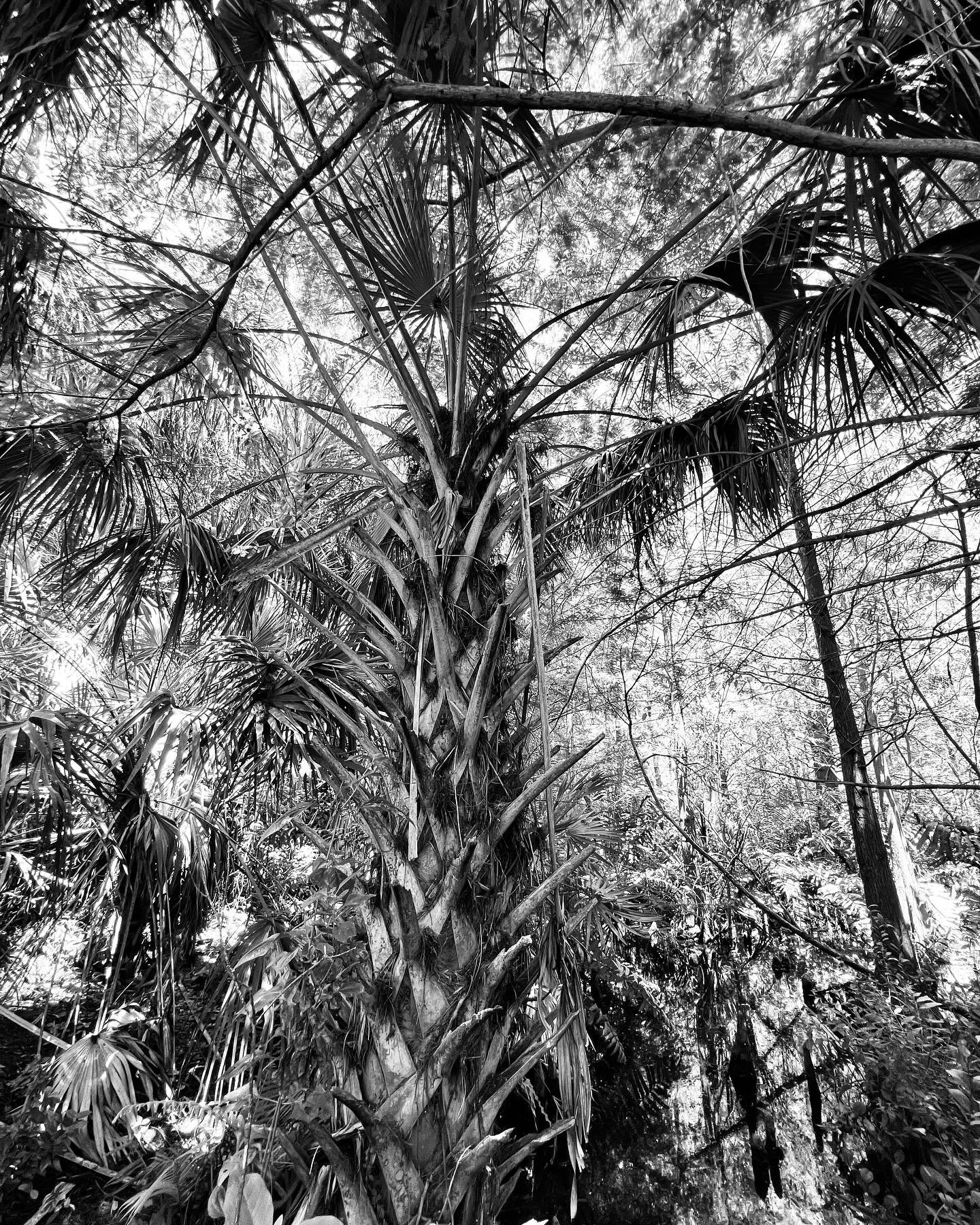 #florida #naturephotography #blackandwhite #color #shaggypalms #swampyswamp #palmas #southernlush #patterns #creatures #hotspringtimehere 🌞🕶️