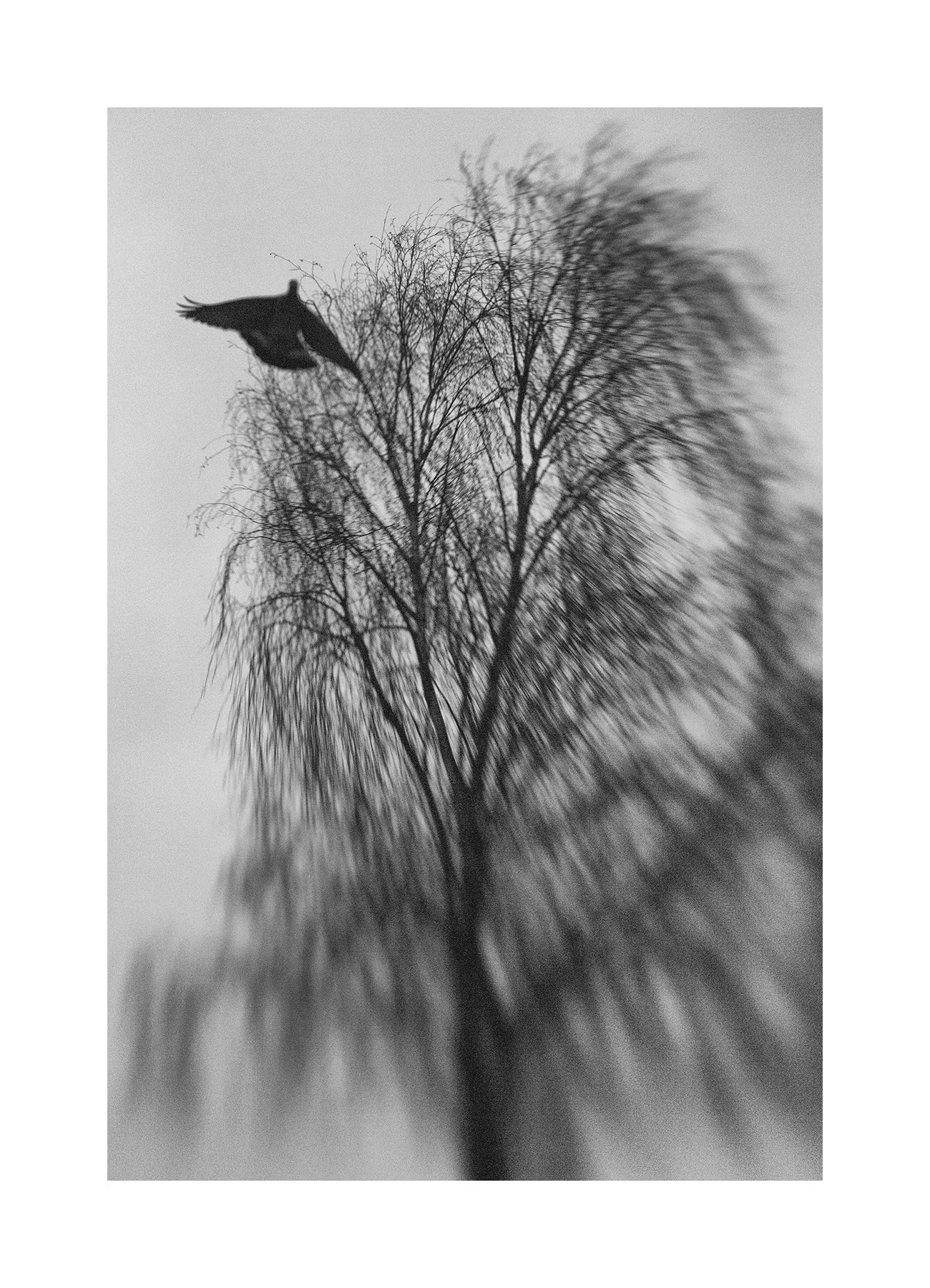 _BAS0057 copy web.jpg