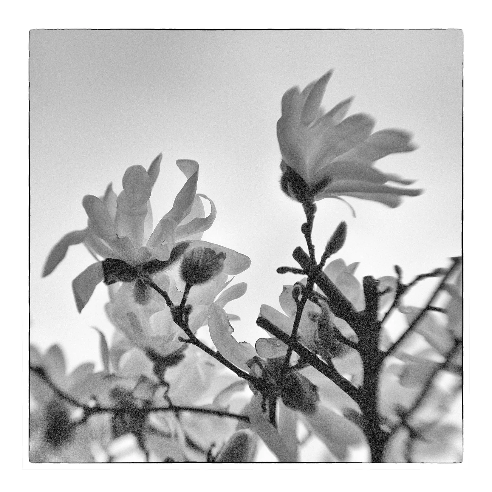 _BAS0031 copy web.jpg