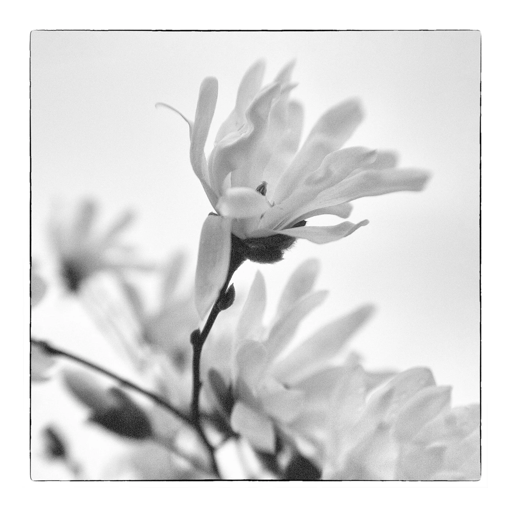 _BAS0025 copy web.jpg