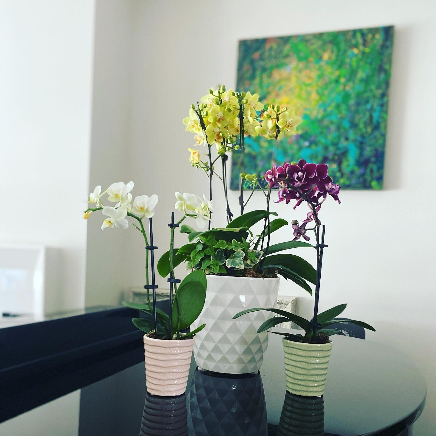 Good morning. May your week be colourful and alive!  Looking forward to music making all holidays. #pianogram #orchids on #kawaipiano