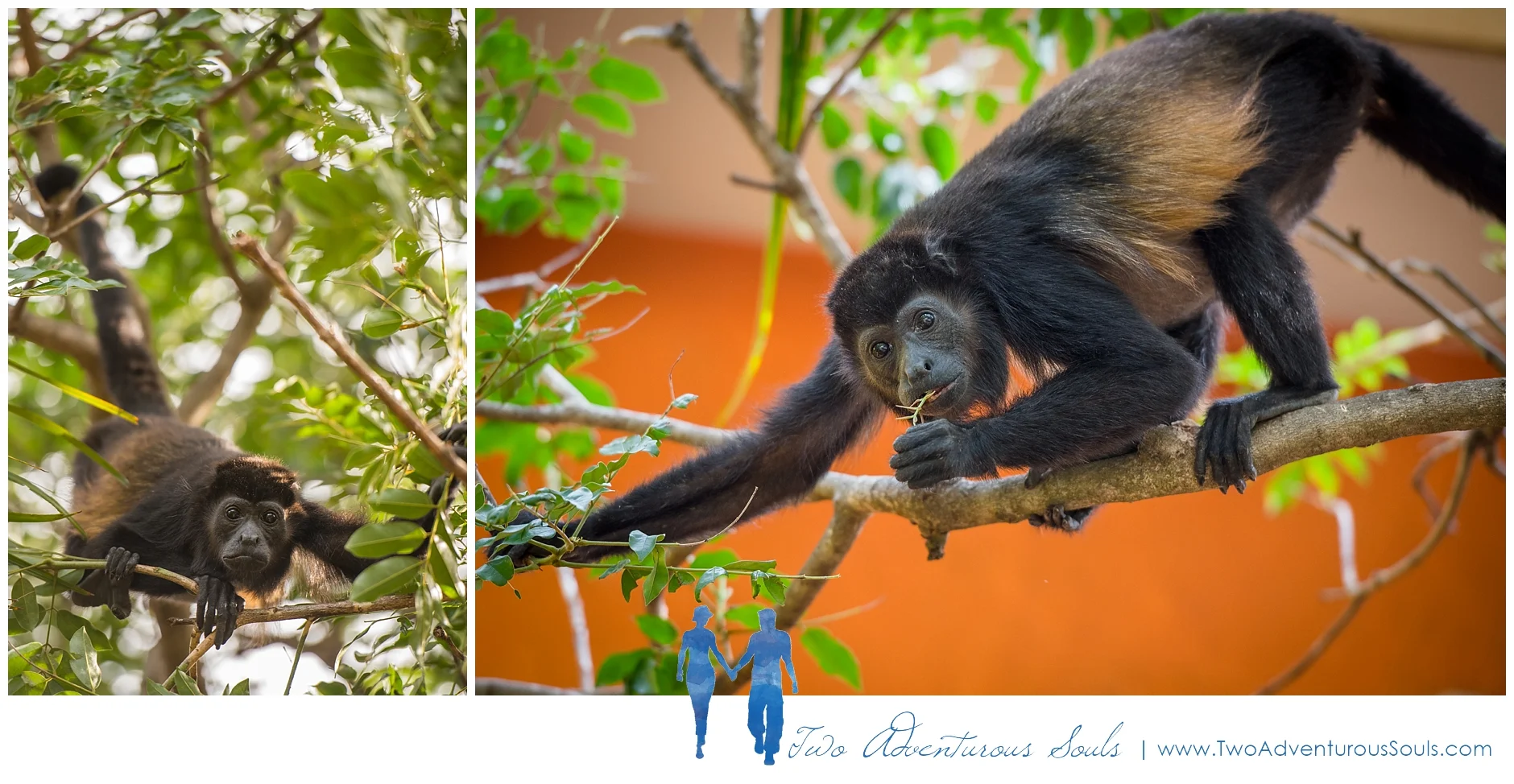 Costa Rica Wedding Photographers on Vacation in Tamarindo Costa Rica - Howler Monkeys in Costa Rica