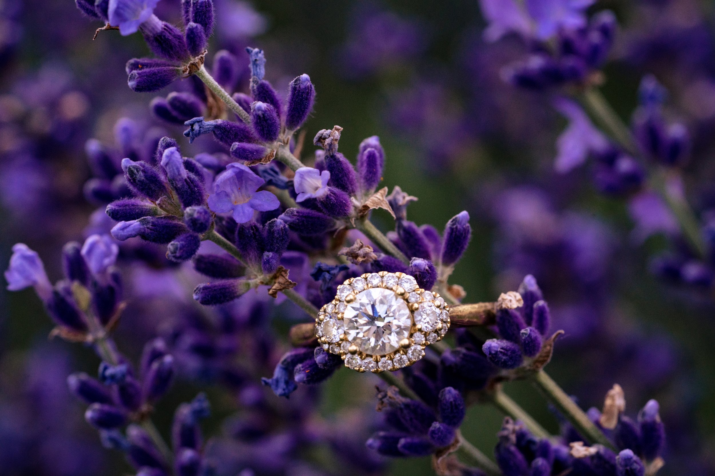 Lavender Farm Engagement Session -072022-60.jpg