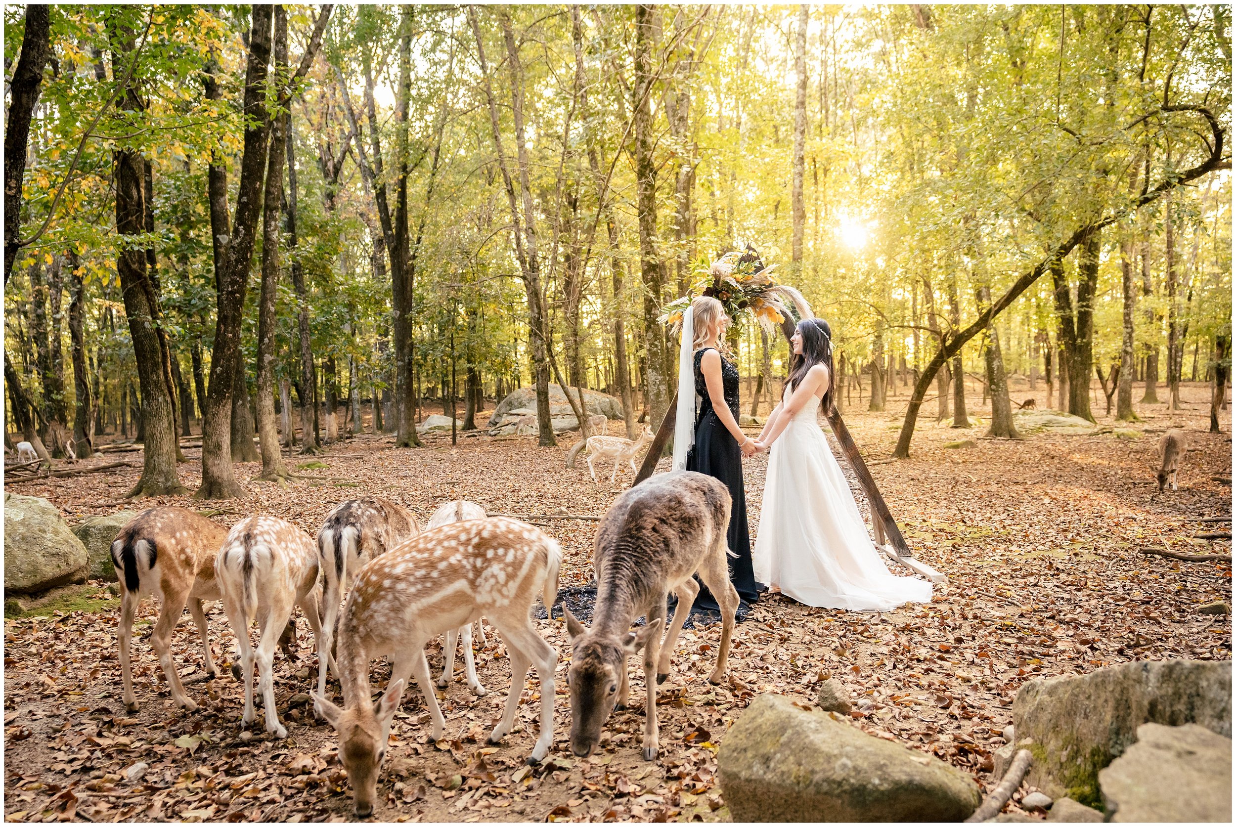 Southwick Zoo Wedding Photographers, Massachusetts Wedding Photographers, Two Adventurous Souls- 101123_0022.jpg