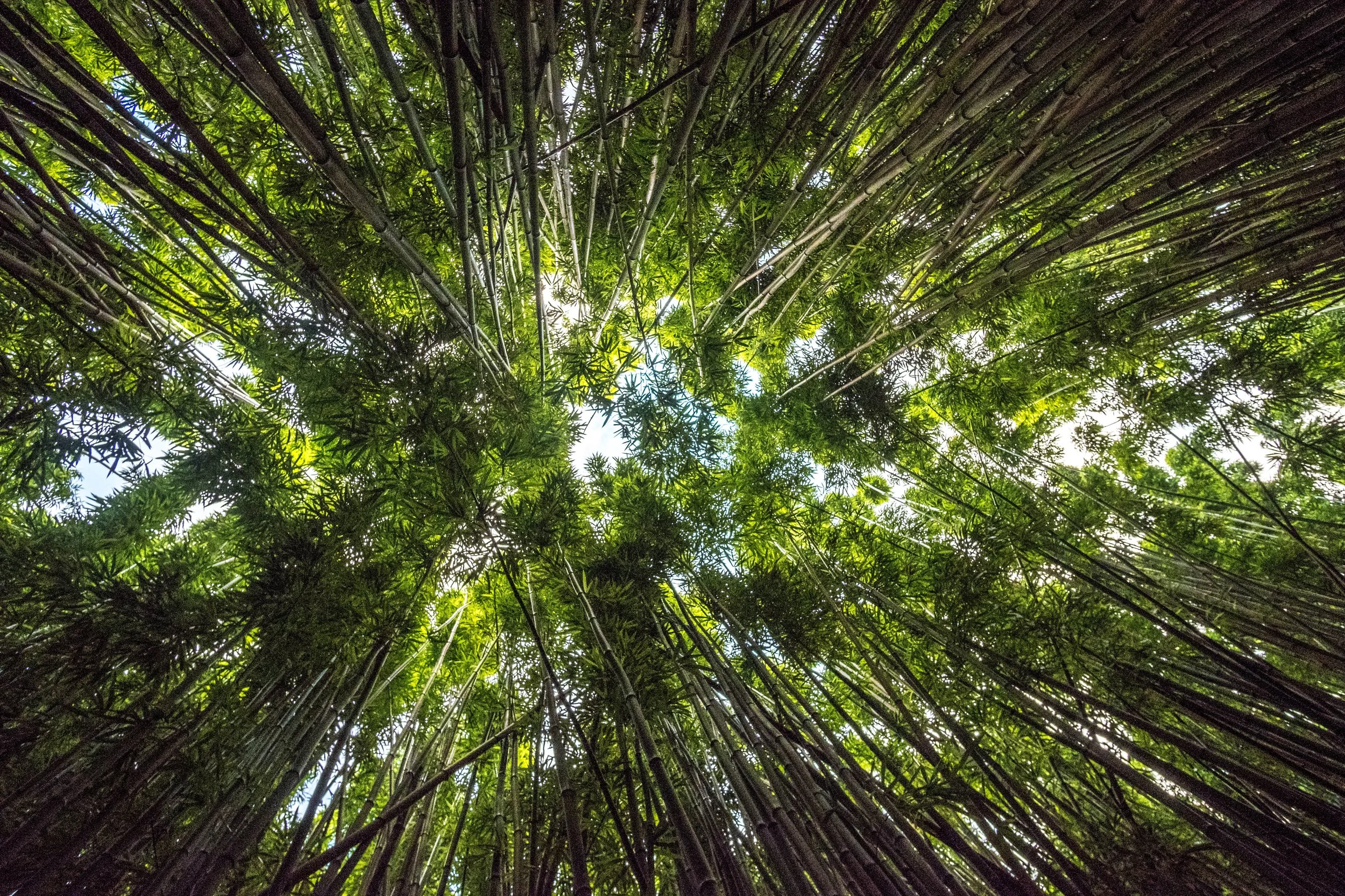 michael-liao-570626-unsplash.jpg