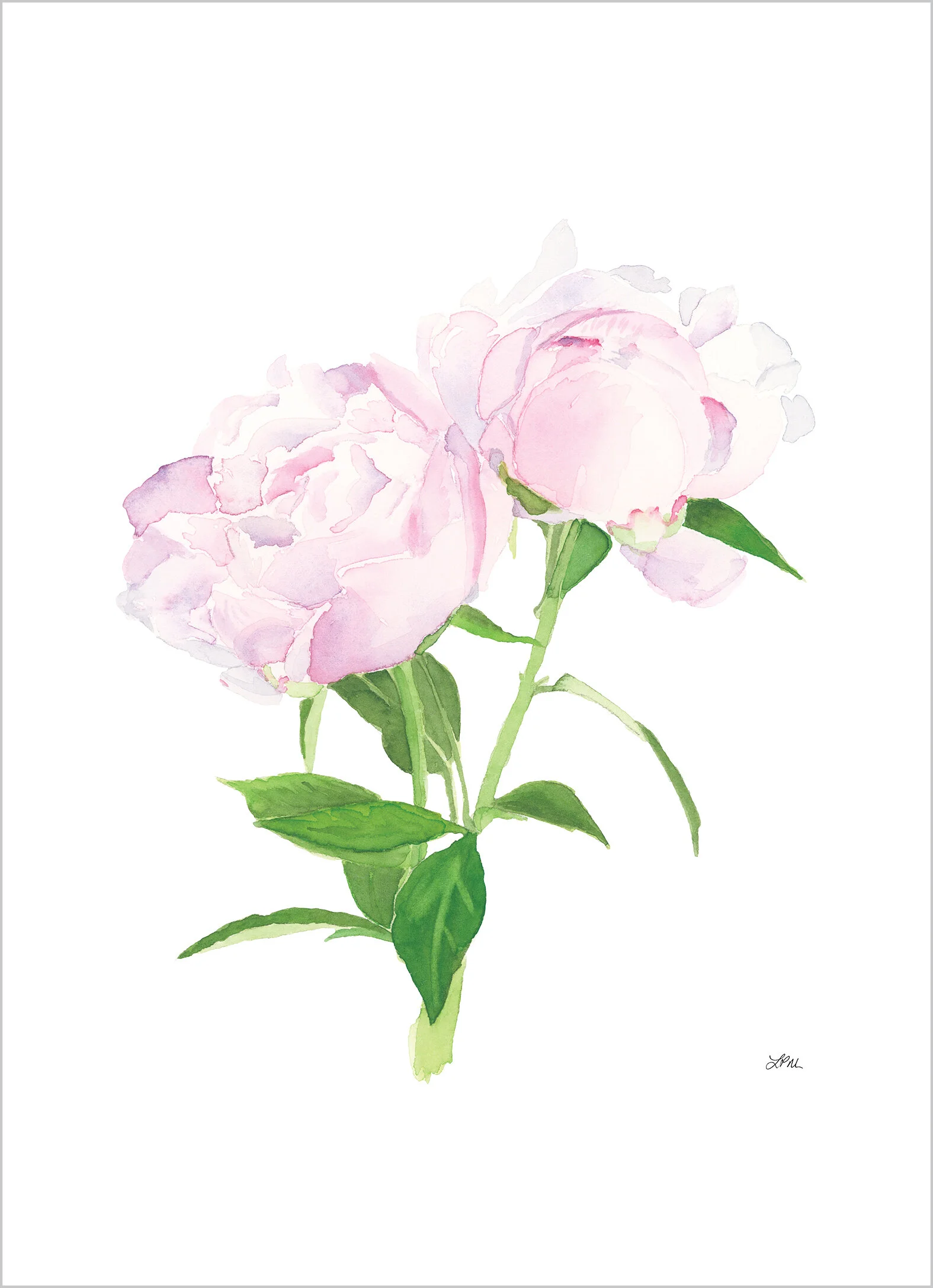 peony_print_sizes_5.25x7.25.jpg