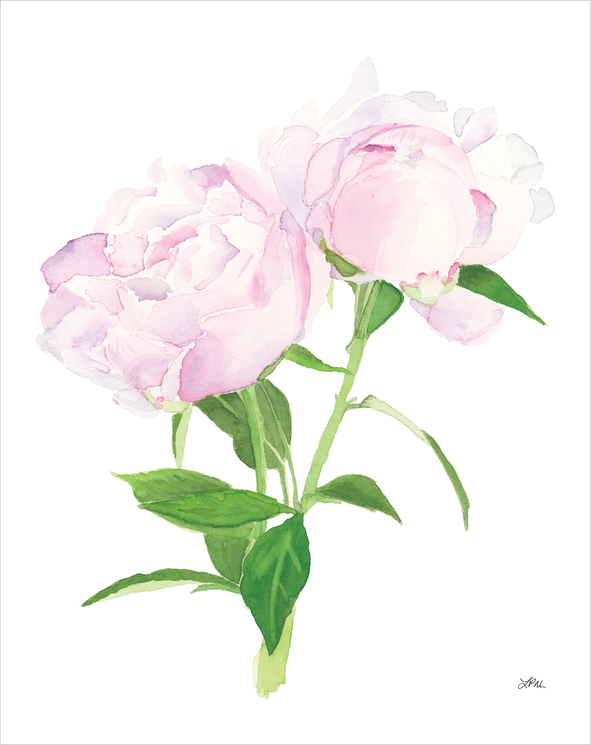 peony_print_sizes_11.5x14.5.jpg