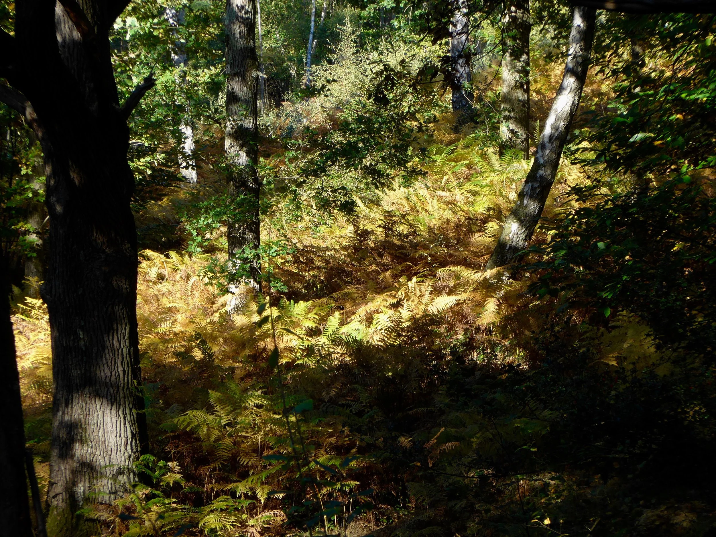 P1010032.jpg