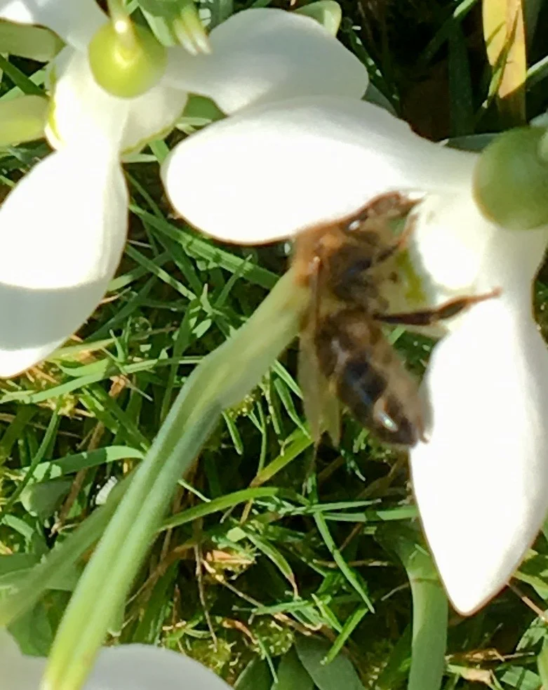 Fuzzy bee