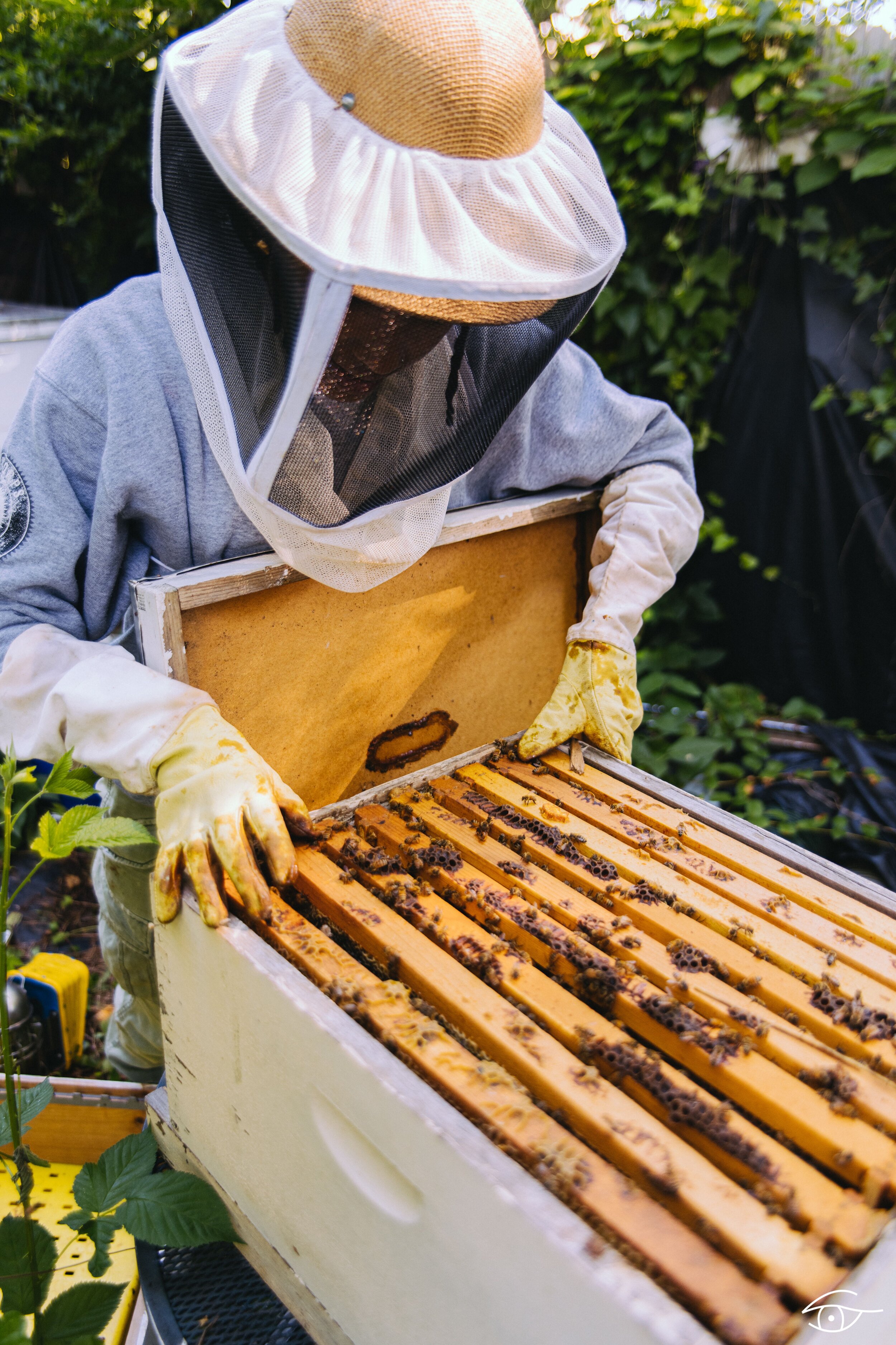 Hive inspection, photographed by Josh Galloway.JPG