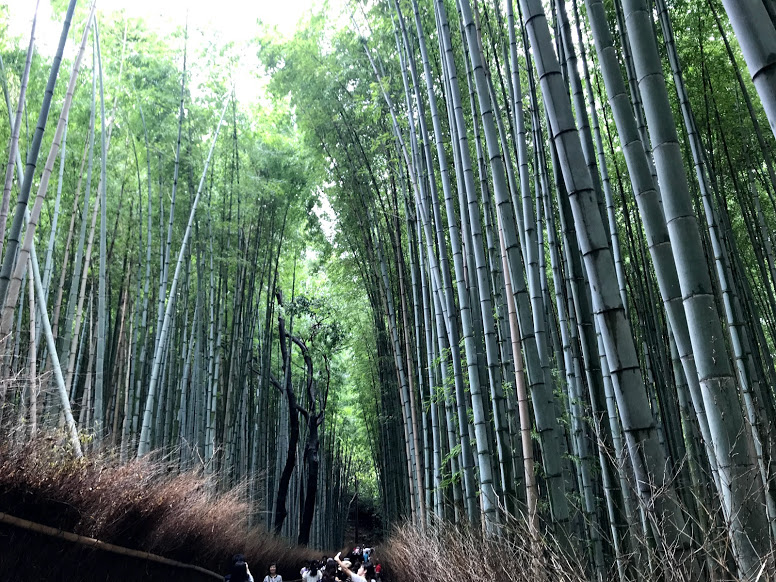 Arashiyama  3.jpg
