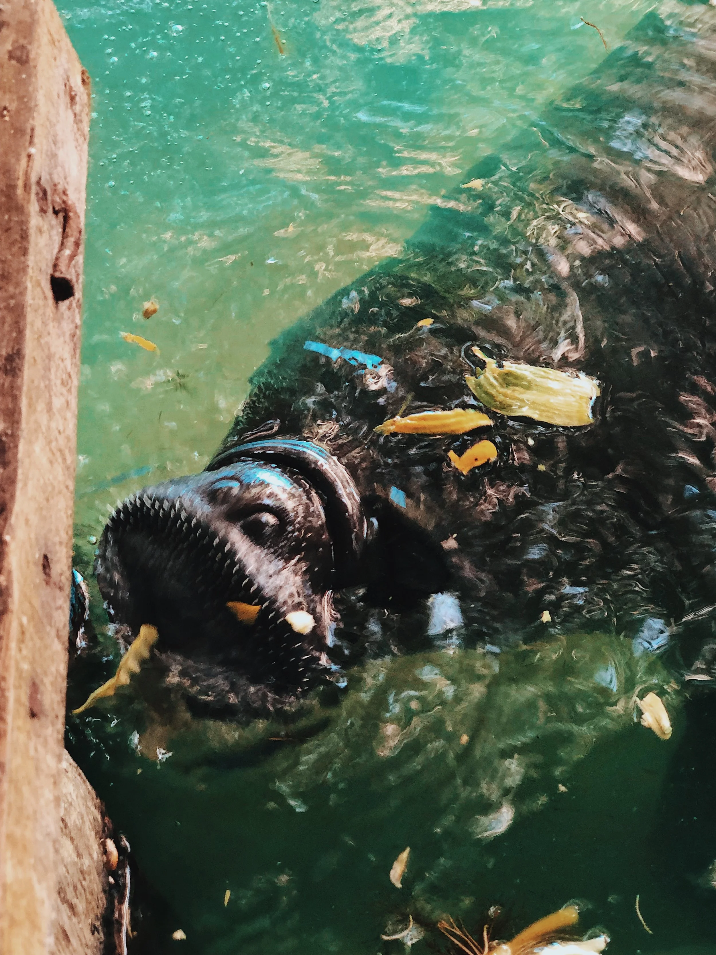 The Dallas World Aquarium + Amazon Rescue Center — Howard Hughes