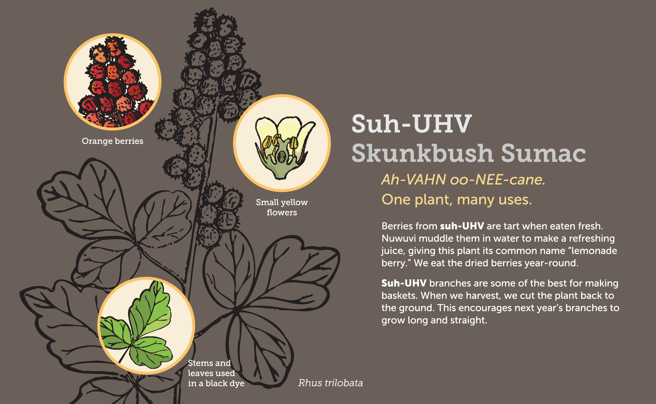 SPEG_Sumac.png