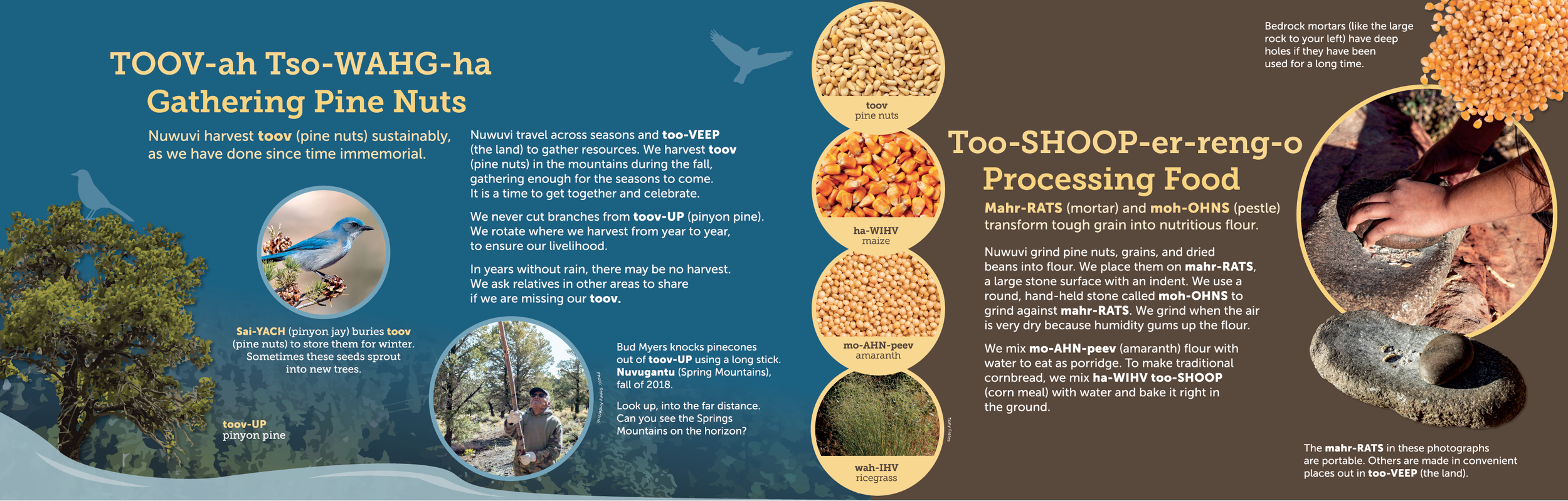 SPEG_Gathering Pine Nuts.png