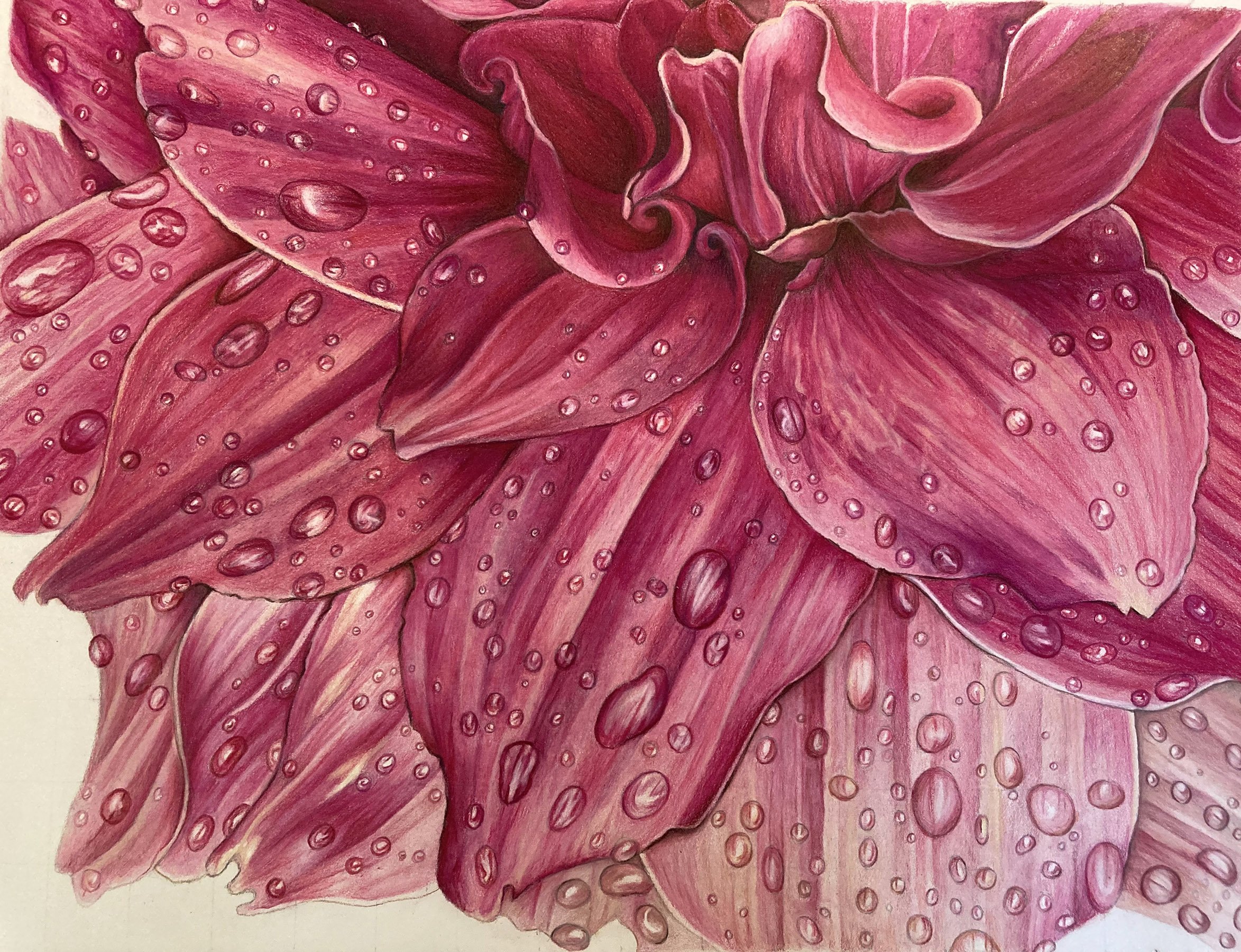 dahlia2_2025_SML.jpg