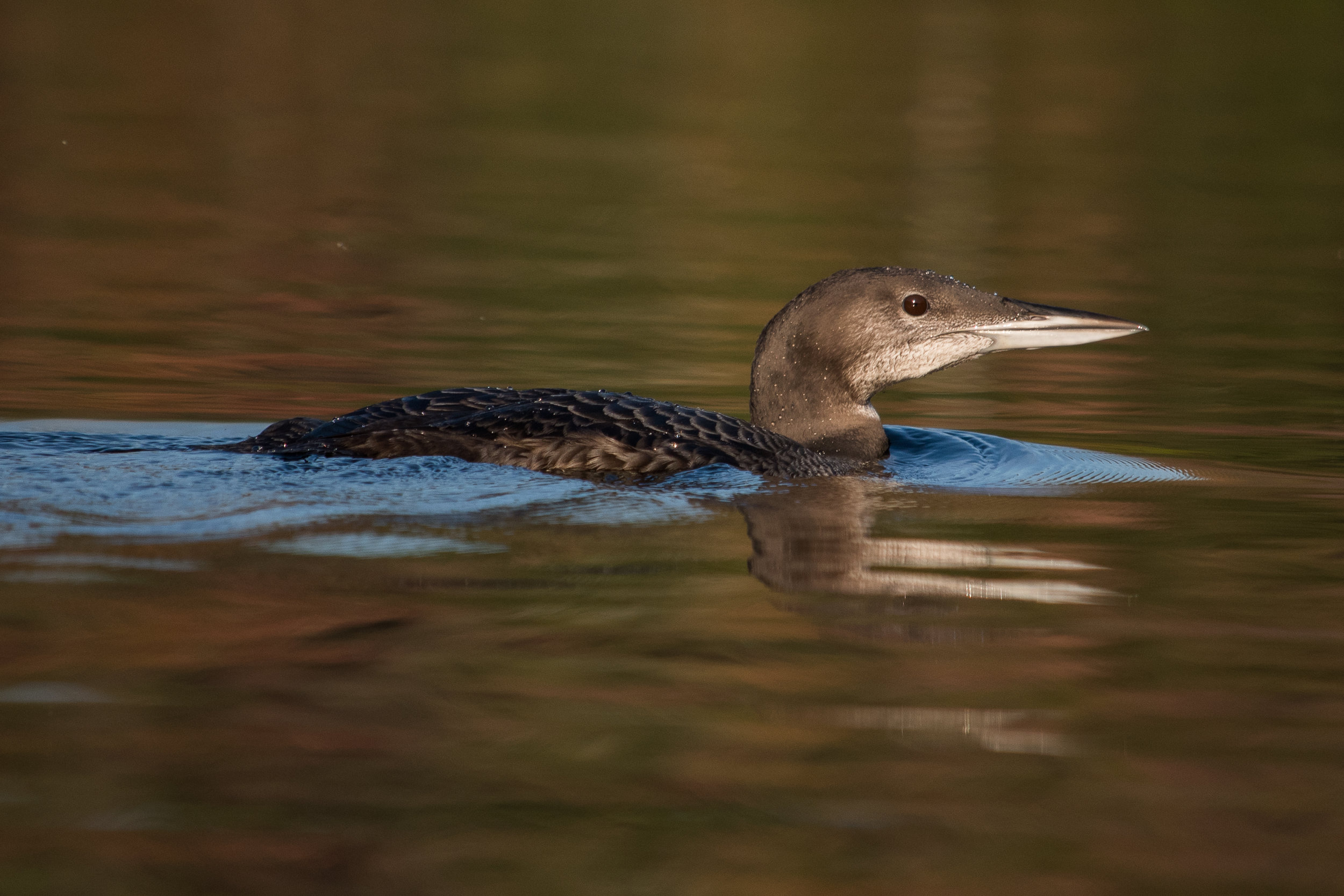 Loons-1.jpg