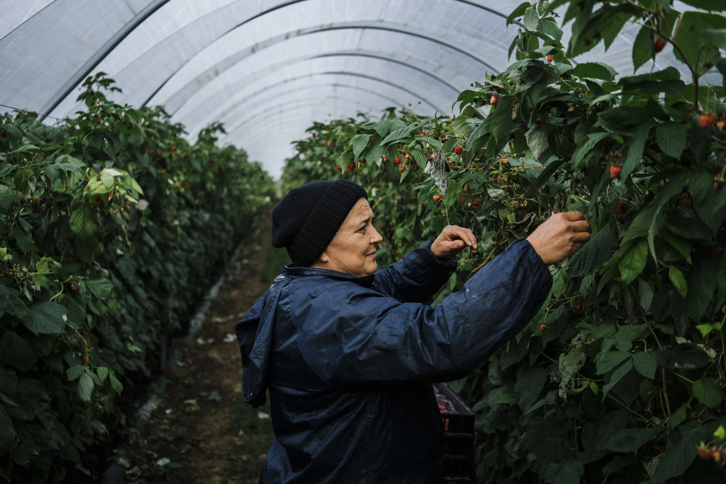 A Bulgarian fruit picker picks raspberries in a tunnel at Oakdene Farm, a fruit and vegetable farm owned by W.B. Chambers & Son in Langley, Kent, England, Thursday, Nov. 16, 2017. (David Azia for NBC News)