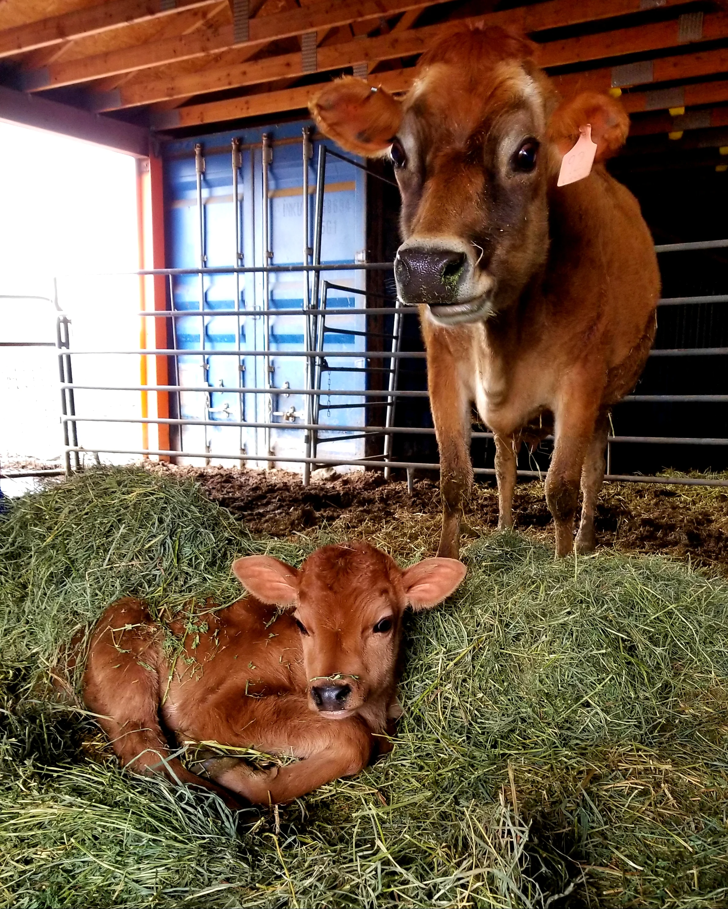 Know Kname, and her 1 day old baby Knowla