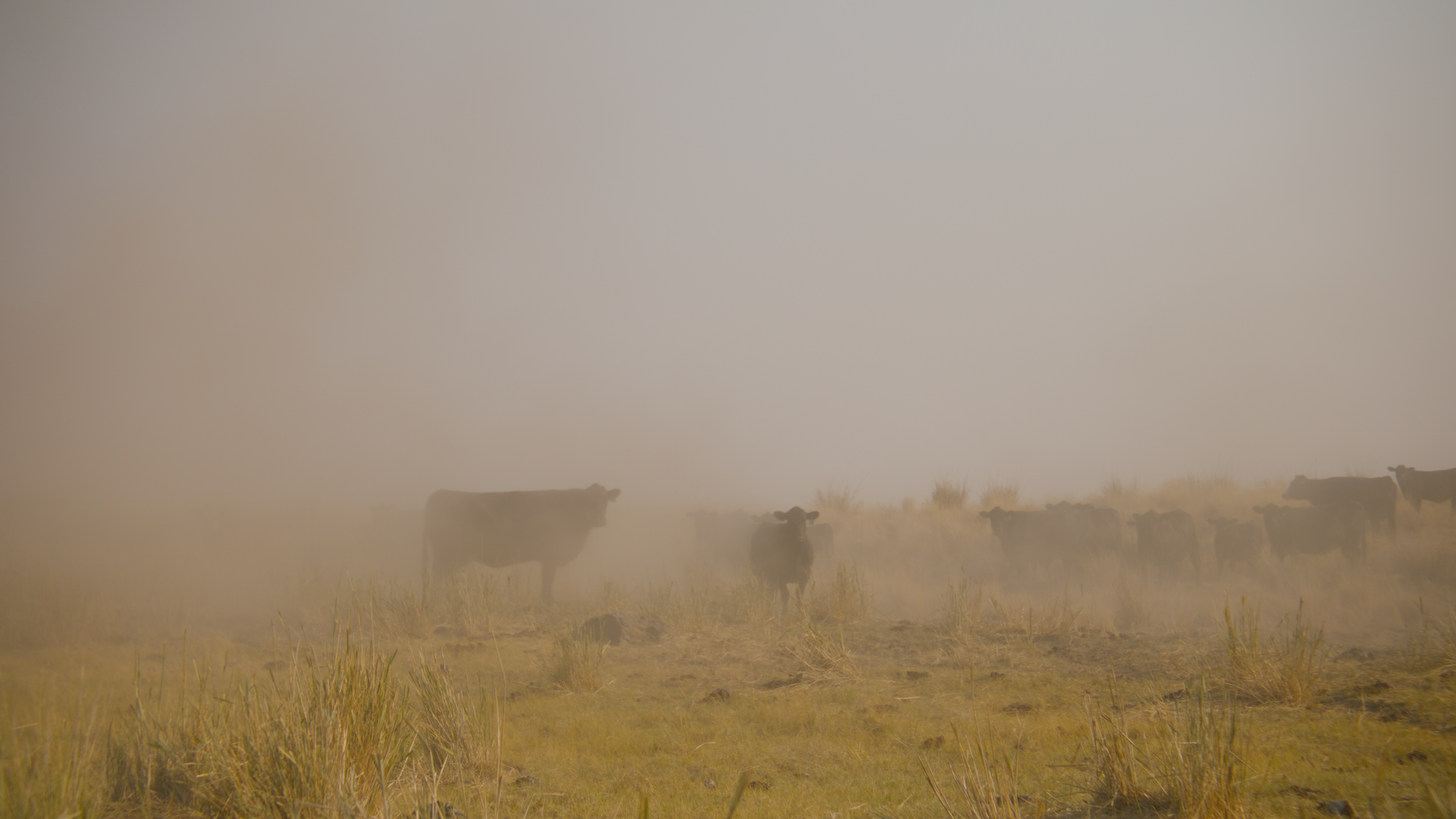 cows_1.155.1.png
