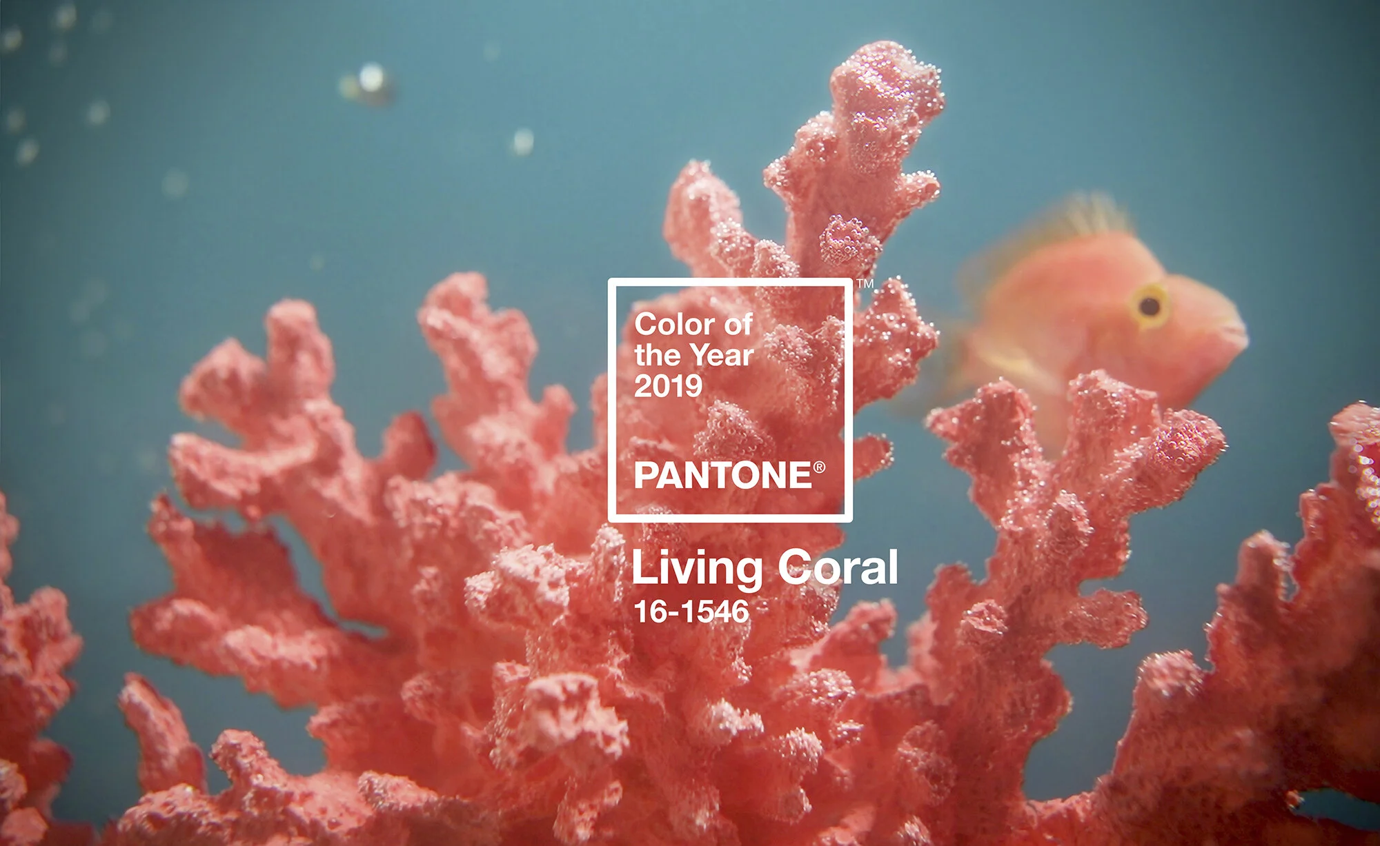 pantone-color-of-the-year-2019-living-coral.jpg