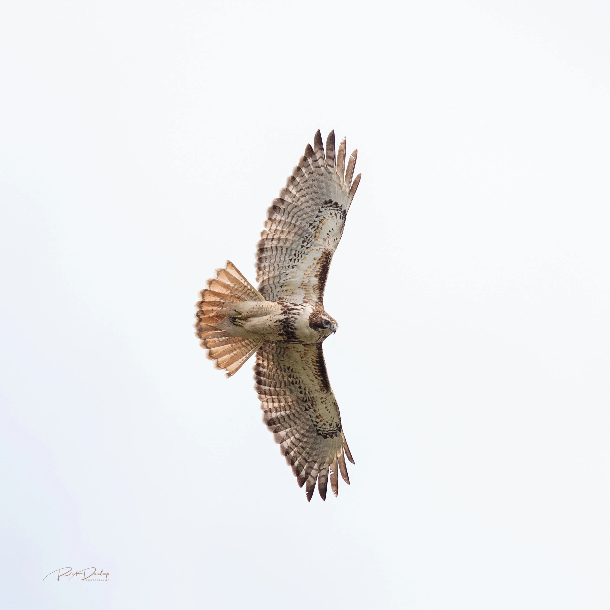 Red-Tail Hawk