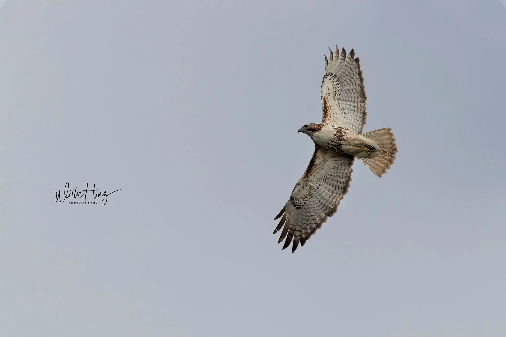 Red-Tail Hawk