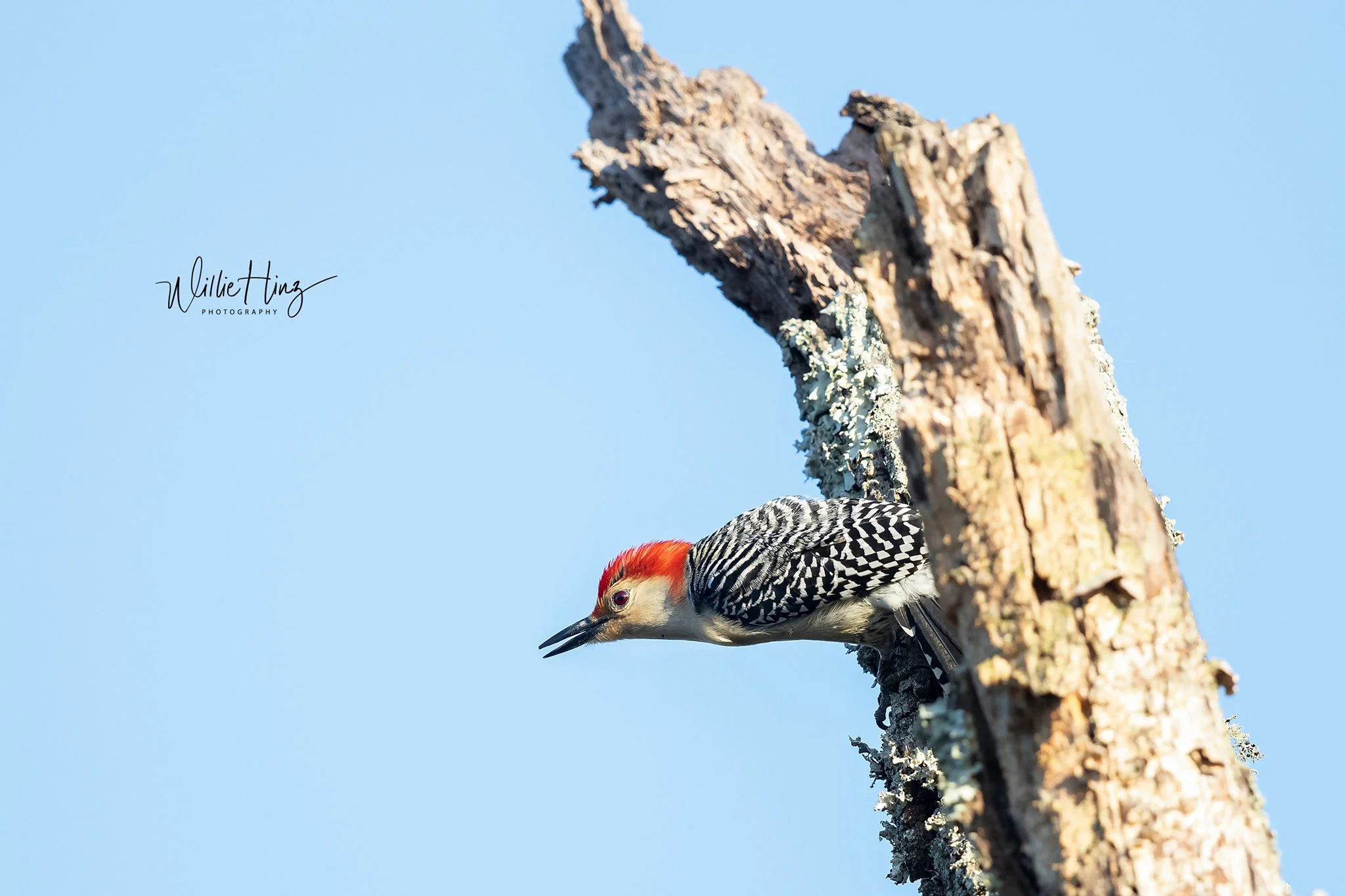 Pileated Woodpecker