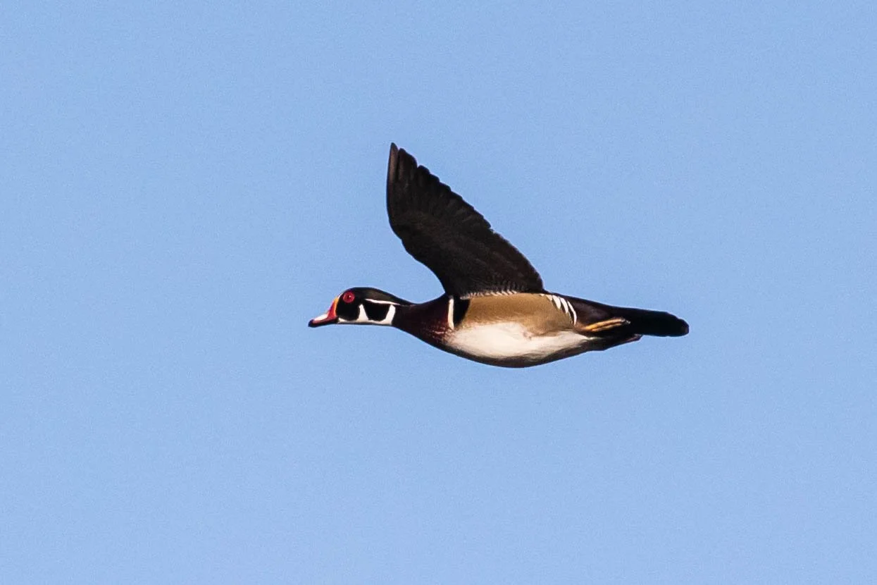 TENTATIVE - December Burr Bird Survey