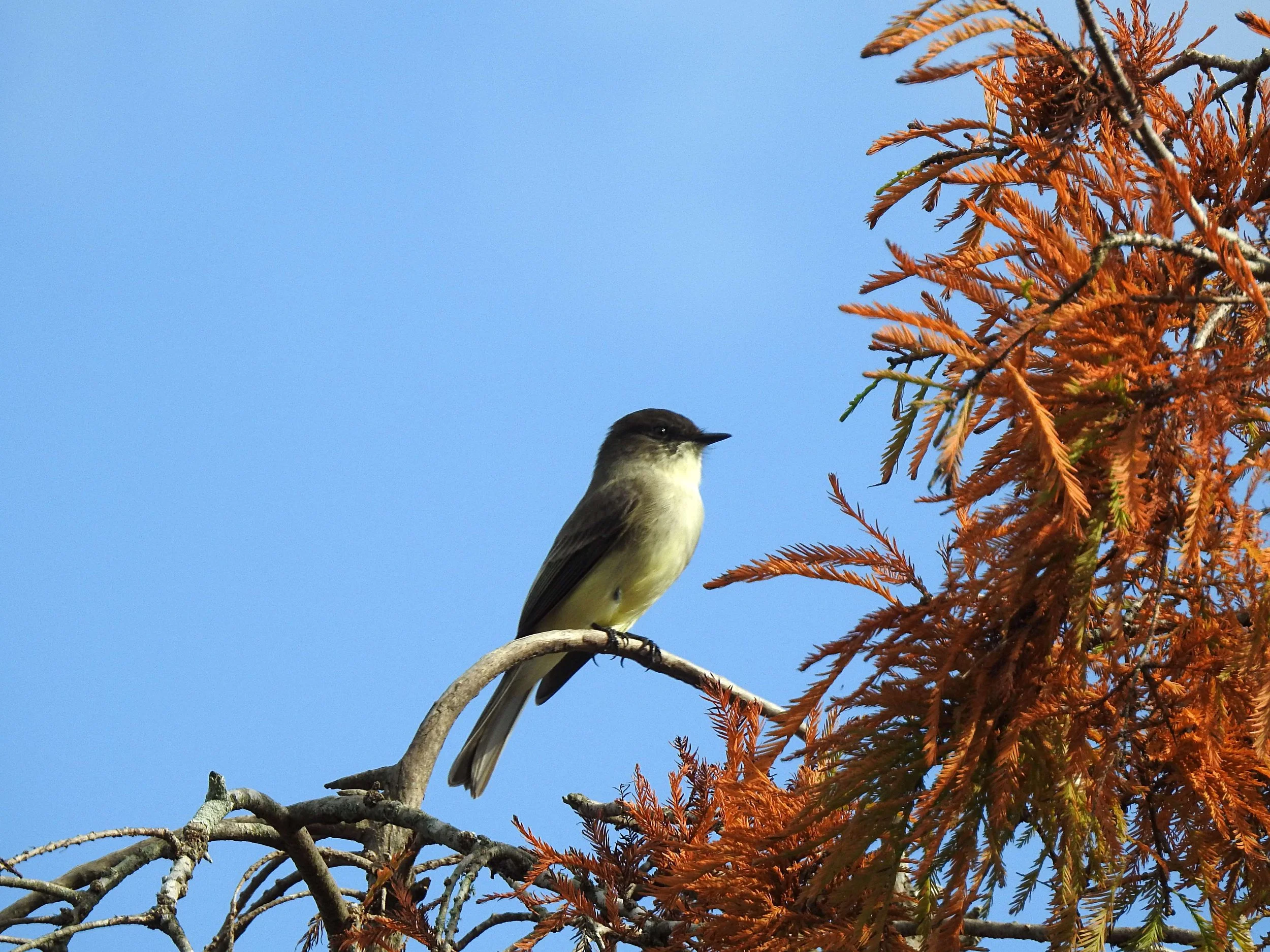 Great Backyard Bird Count at Long Point