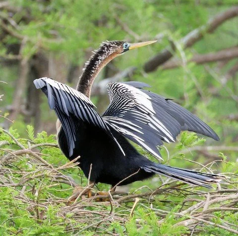 TENTATIVE - Long Point Spring Bird Count