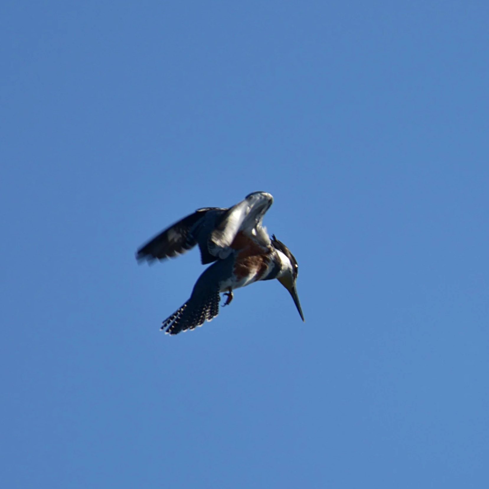 September Bird Survey at Burr