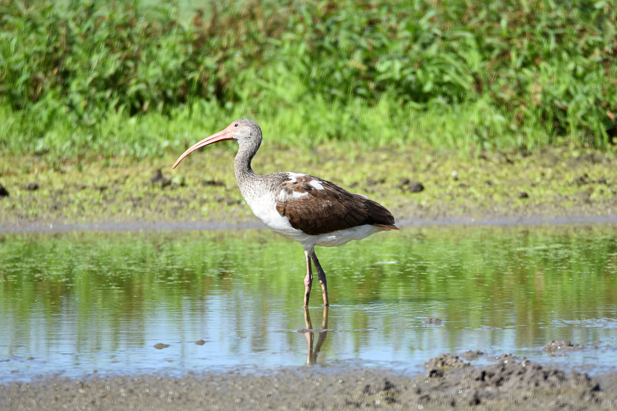 Tentative - Burr Spring Bird Count 