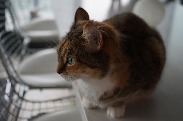 Quarantined cat days with this lil cutie | @bethtorontobroker