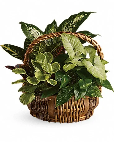 Emerald Garden Basket You don't have to follow the yellow brick road to find this emerald jewel. All kinds of gorgeous greens fill this basket that makes a perfect gift for men or women. Celebration or sympathy. Birthday or any day. So beautiful and bountiful it will deliver any message eloquently. Pothos, nephthytis, dieffenbachia, croton and peperomia plants are perfectly arranged in a distinctive willow rope basket. When it comes to gifts, this one is a gem! Buy Now>>