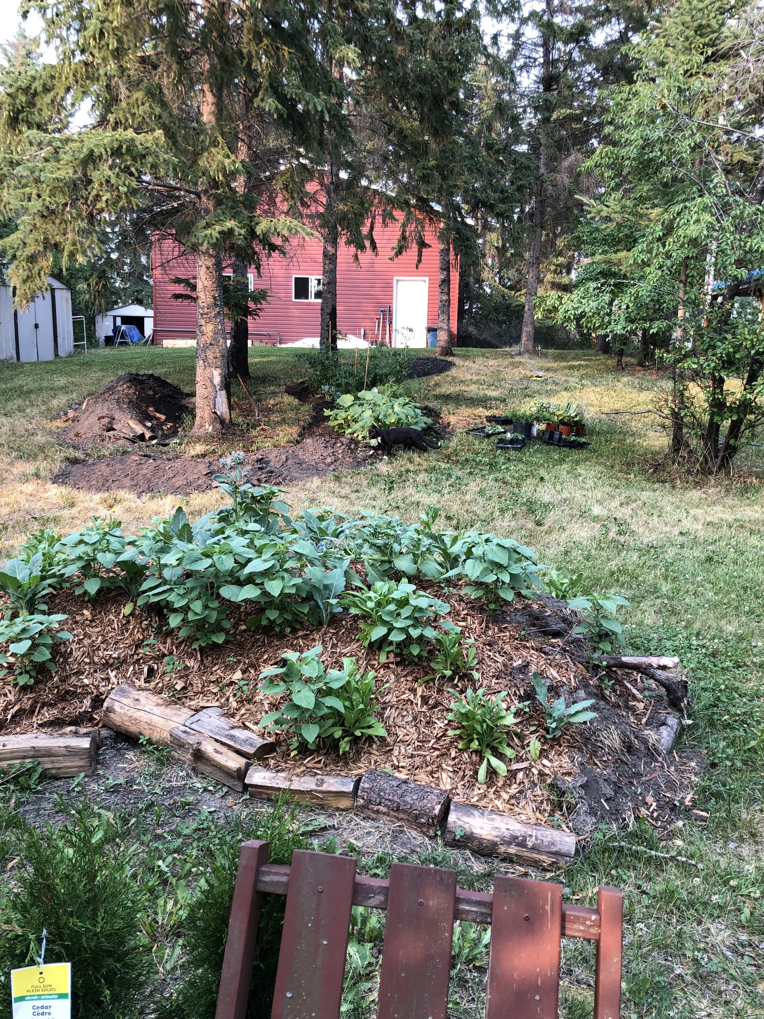 Soda Lake Studio, gardens year 1