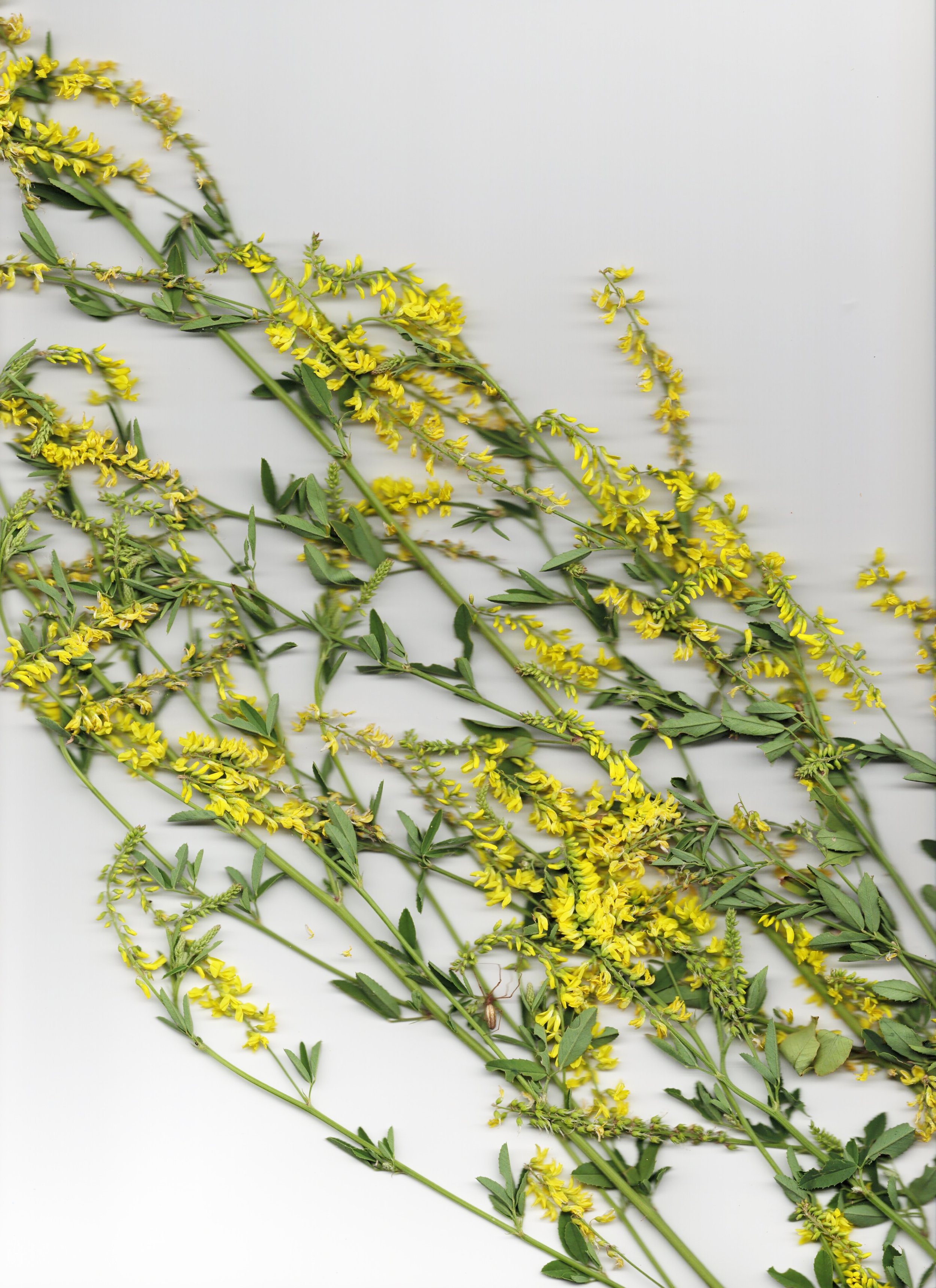 fireweed1_0009.jpg