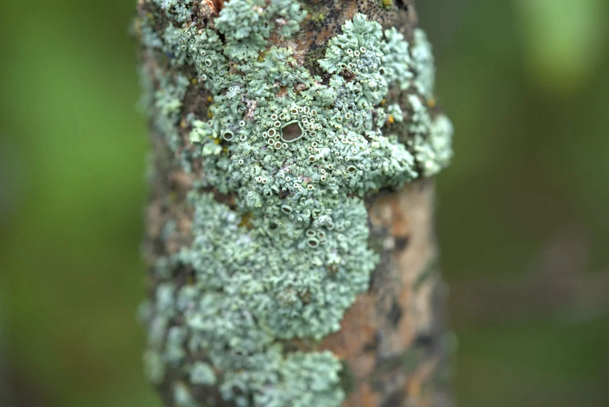 lichen1.jpg