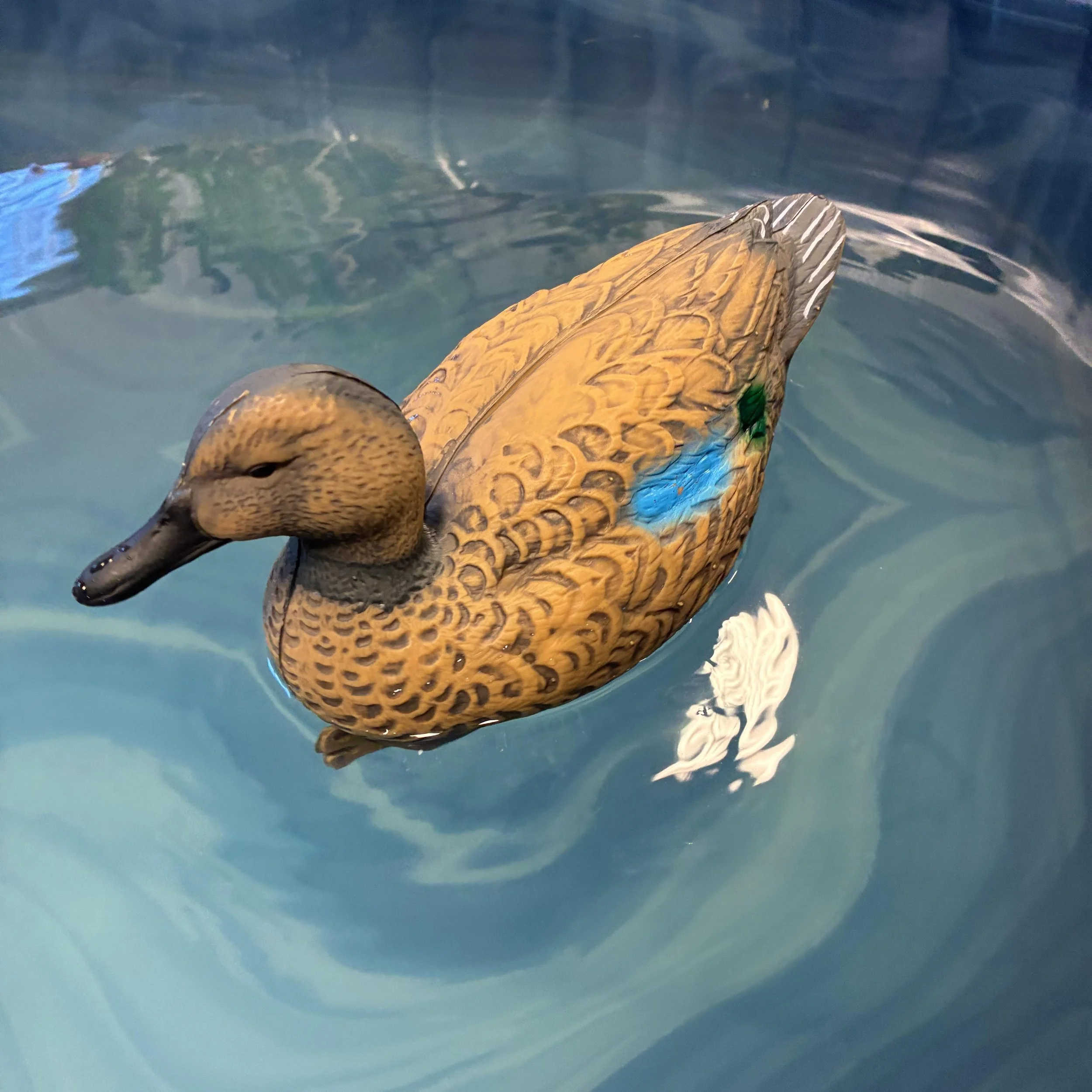 Work in Progress: Water Lentil is the Fancy Name for Duckweed