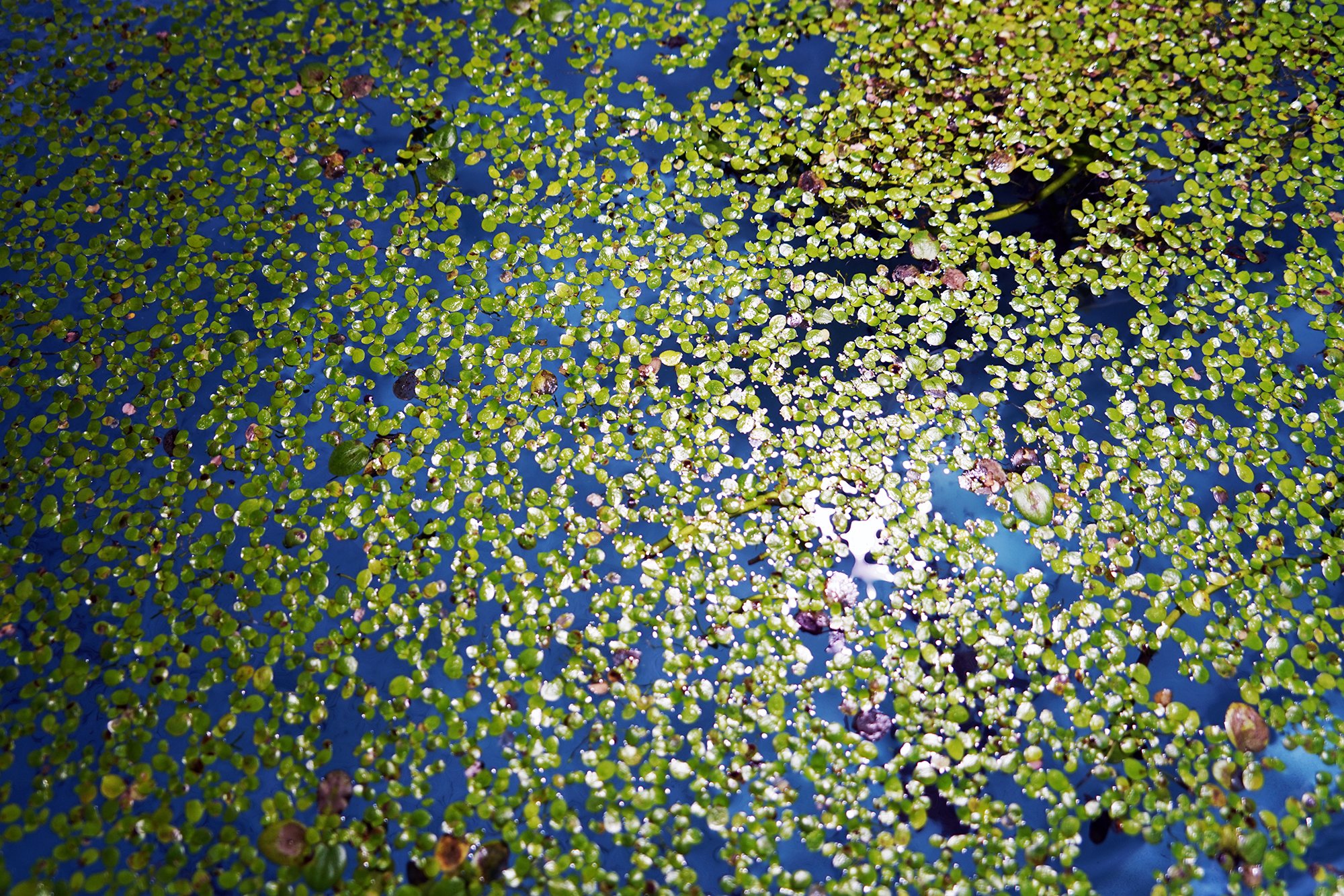 duckweed_sm.jpg