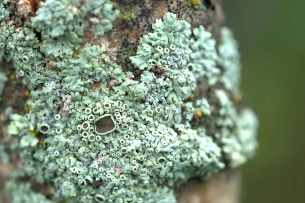 lichen1.jpg